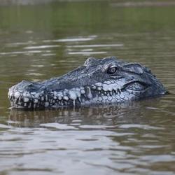 Flytec V005 2.4G Simulation Resin RC Crocodile Head Boat, Prank Alligator Garden Decoration For Water, Pools And Ponds
