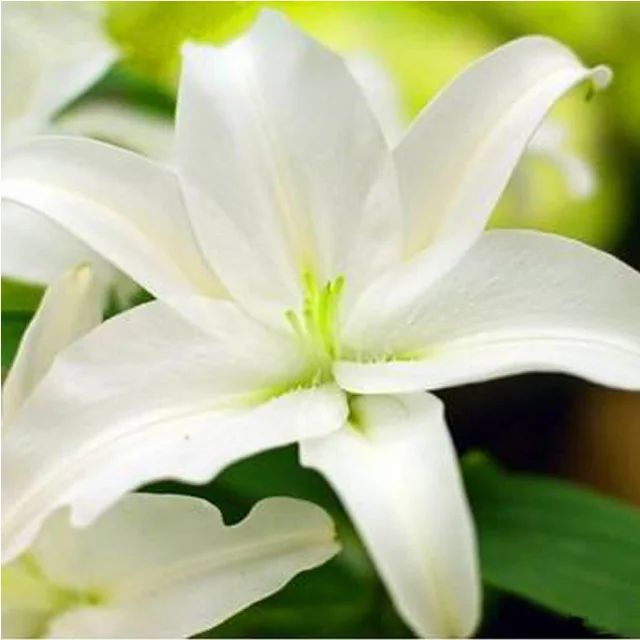 
Flower flavour powder vanilla rose osmanthus lavender industrial fragrances applications for textile paper microcapsules 