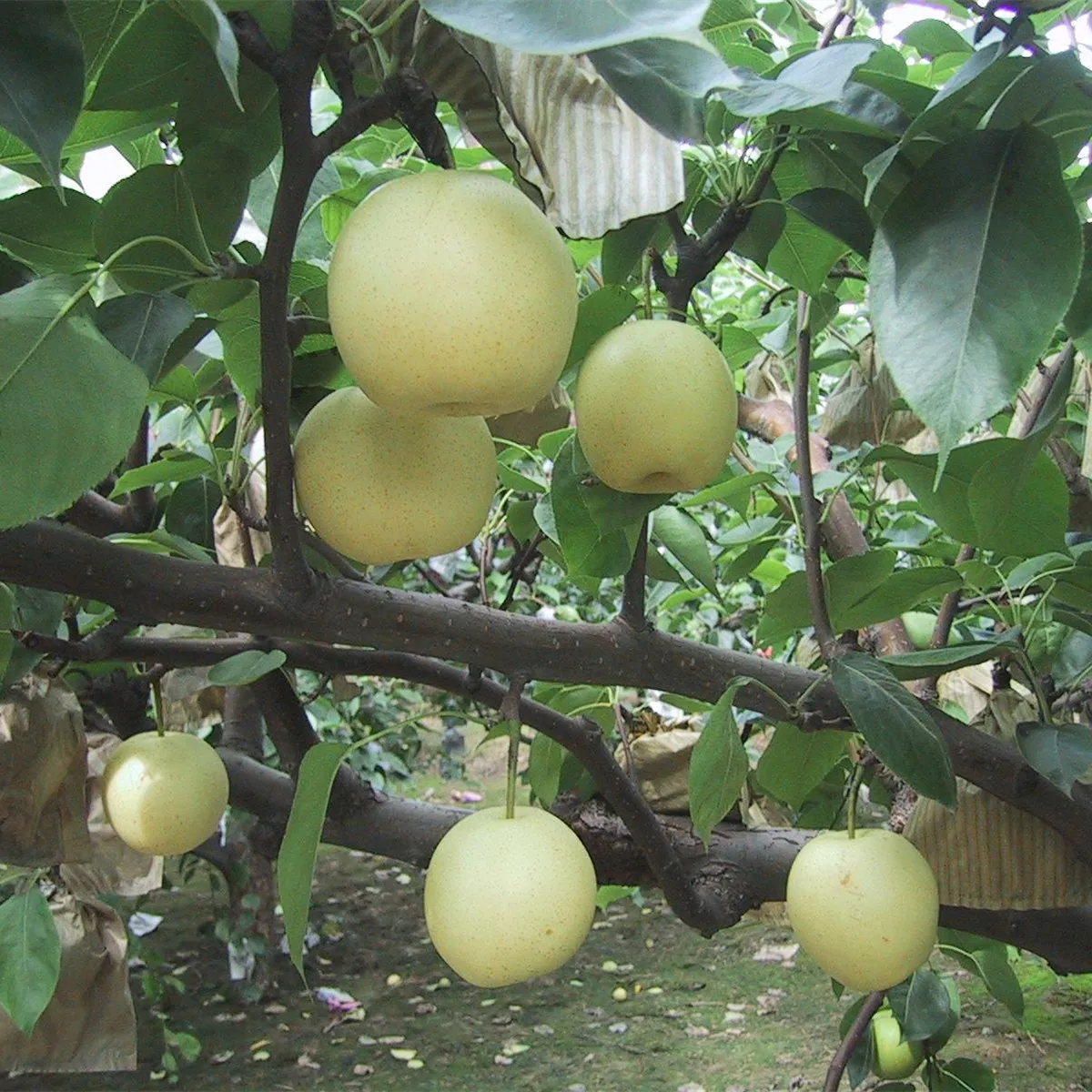High Quality Fresh Fruit Fresh Pear New Season Milk Pears