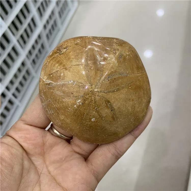 wholesale prices natural starfish fossil mineral specimen as collection for home decoration
