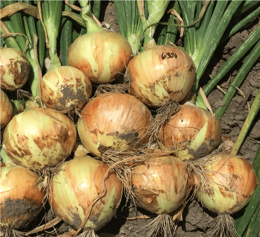 Yellow onion seeds four season vegetable seeds SXO No.5