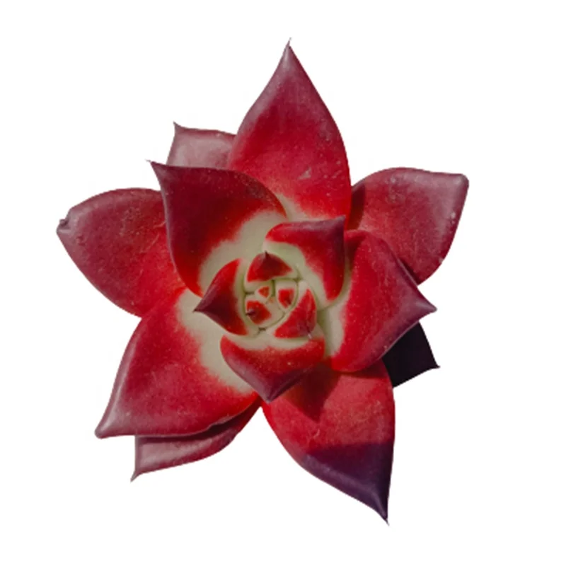 
043 Echeveria Robin Succulents Live Plant Korean Succulents Gardening Floral Woody Plant 