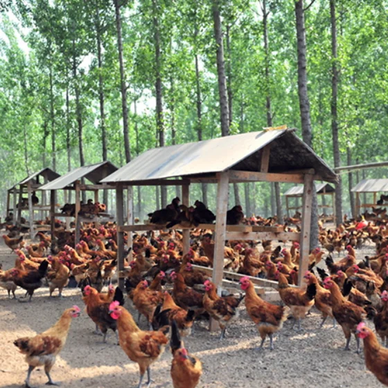 Feed Additive Poultry Probiotics Yeast Improve Egg Production