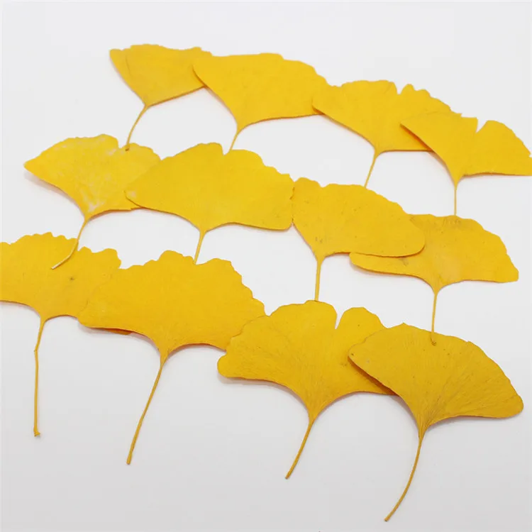 Real Dried Pressed Flower Gingko Leaf
