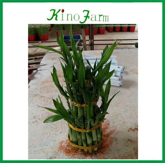 
 Тонкий белый кардиган с длинным рукавом для девочек возрастом 2 3, 5, 8 слоев башня драцена Сандера (драцена sanderiana) для украшения дома  