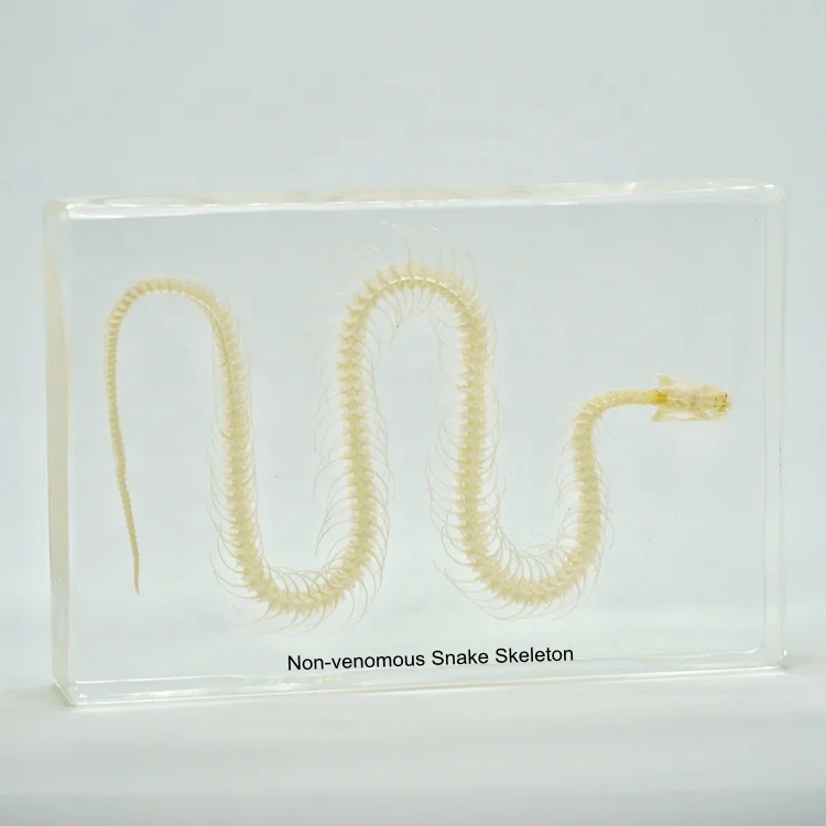 Настоящая обнаженность кость животного смола обучающая модель учебный пособие образец скелета змеи для