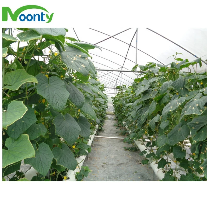 Commercial Greenhouse Industrial NFT/EBB/Dutch Bato Hydroponic with auto irrigation system smart controlling