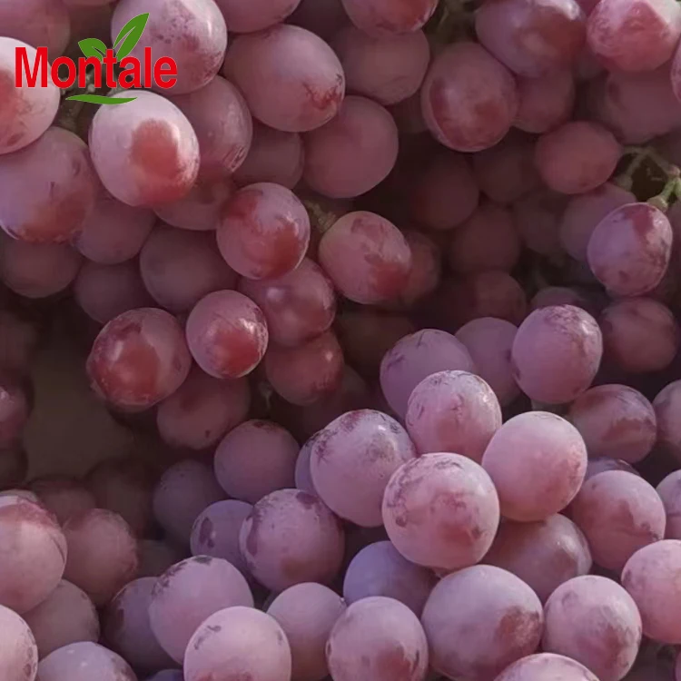 2022 100% natural Wholesale Fresh & Sweet red globe hot selling premium quality grapes fresh