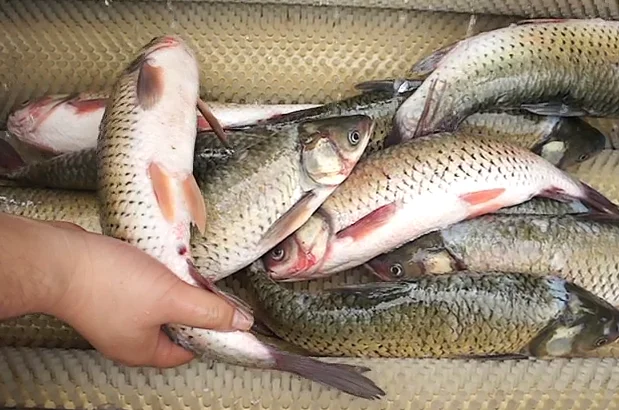 Professional fish skin peeling machine / fish skinning machine supplied by KUNCHI