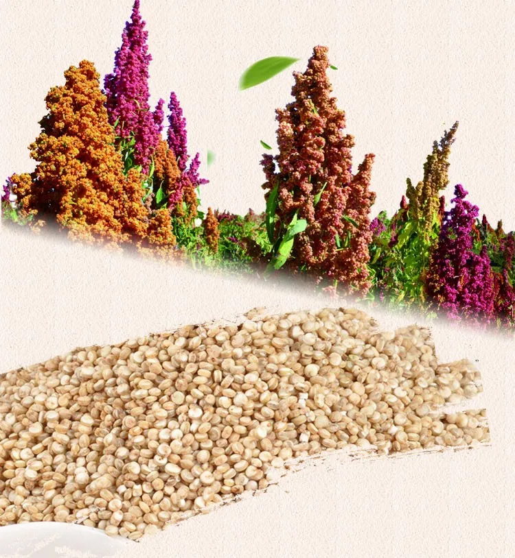  Тибетское происхождение плантации Прямая поставка Quinoa конкурентоспособная цена оптовая продажа