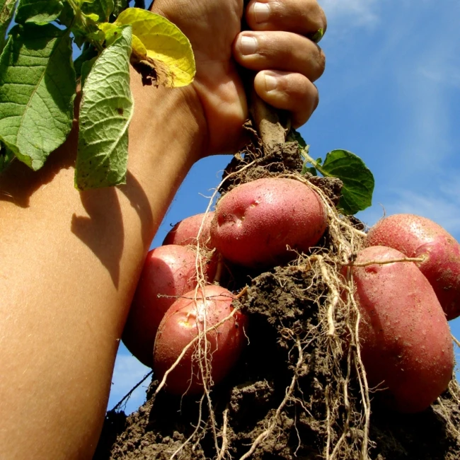 
100% Natural Plant Source Animal Source Raw Material Complex Granular Compound Powder Amino Acid for Agriculture Fertilizer 