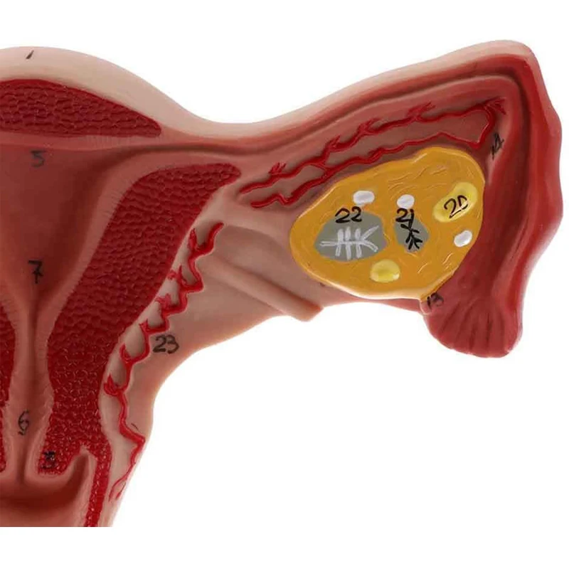 Medical Anatomy Female Reproductive Organ Model, Female Uterus Model For Medical Science