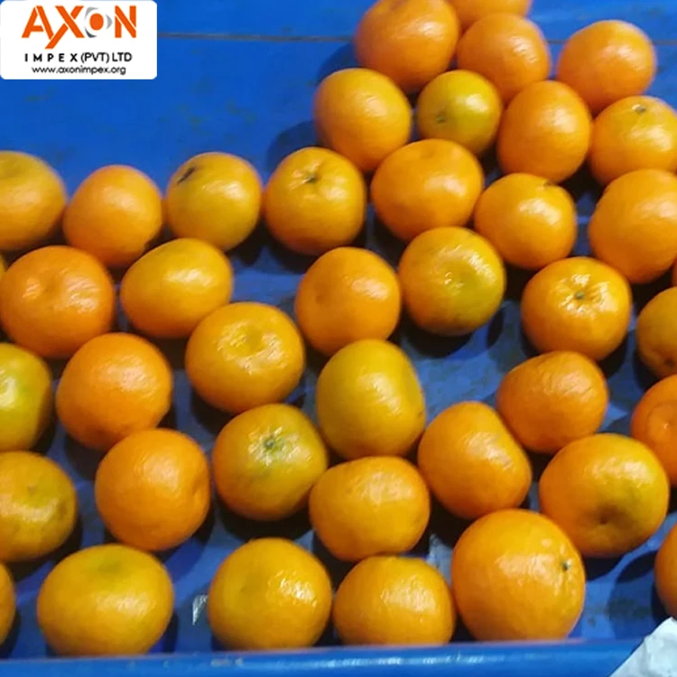 
Pakistani Mandarin, Special Offer for Russian Buyers Temple Orange Tangerine Nanfeng Oranges Honey Oranges Mandarin Orange 