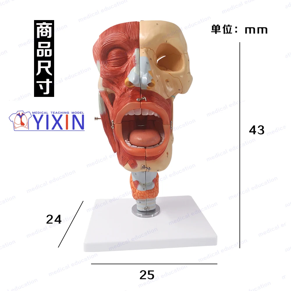 
YIXIN/Nasal, Oral, Pharynx and Larynx Cavities, Human Anatomy Teaching Model 