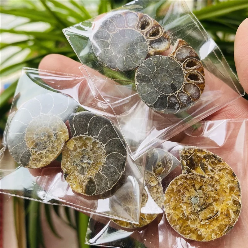 Wholesale Natural Small Size Druzy Geode Shell Snail Ammonite Fossil Pendant For Healing