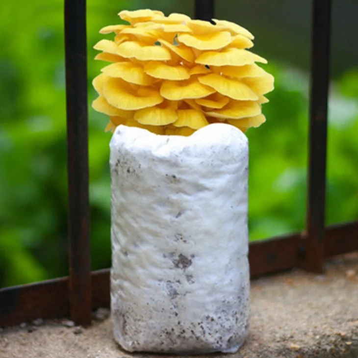 Breathable Autoclavable Gusseted Mushroom Growing Kit Factory Direct Sale 50-pack Biodegradable Square Bottom Bag Transparent BG