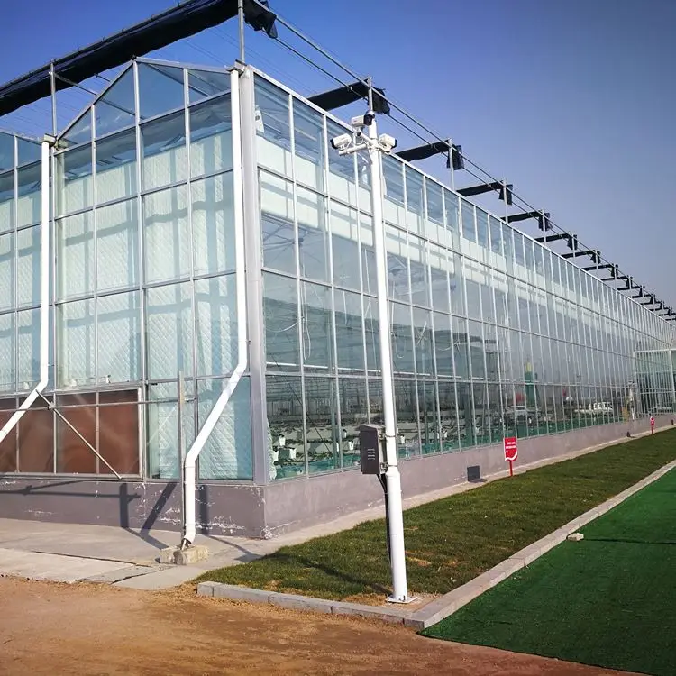 Zehui manufacturing Venlo hydroponics polycarbonate sheet greenhouse glass greenhouses with low price  for sale