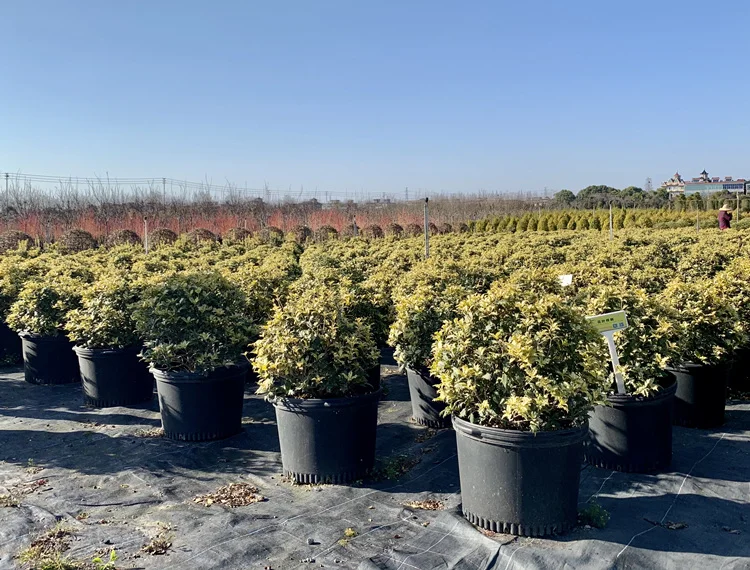 Searea  customized Injection plastic household plant flower pot