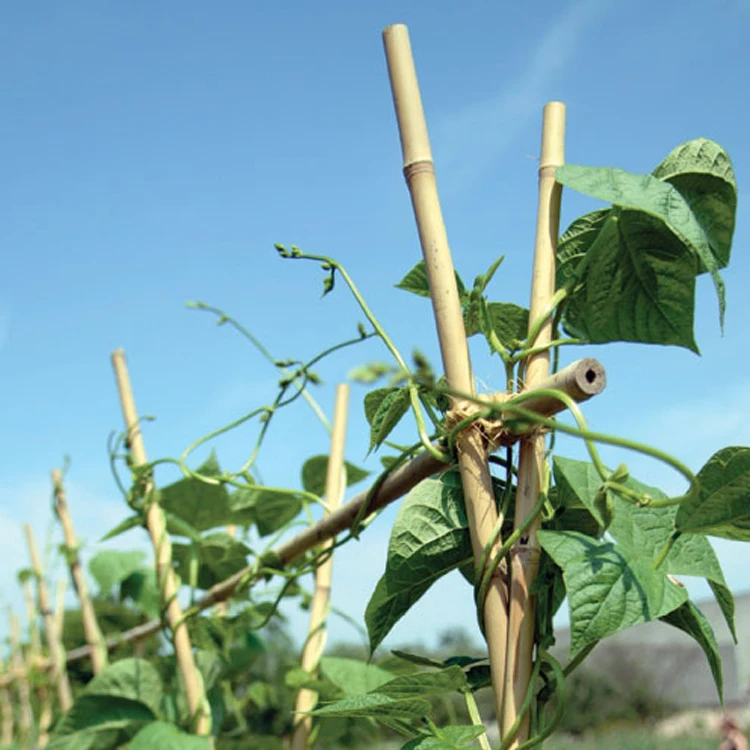 Winslow & Ross wholesale plant support stakes bamboo garden stakes natural bamboo flower sticks