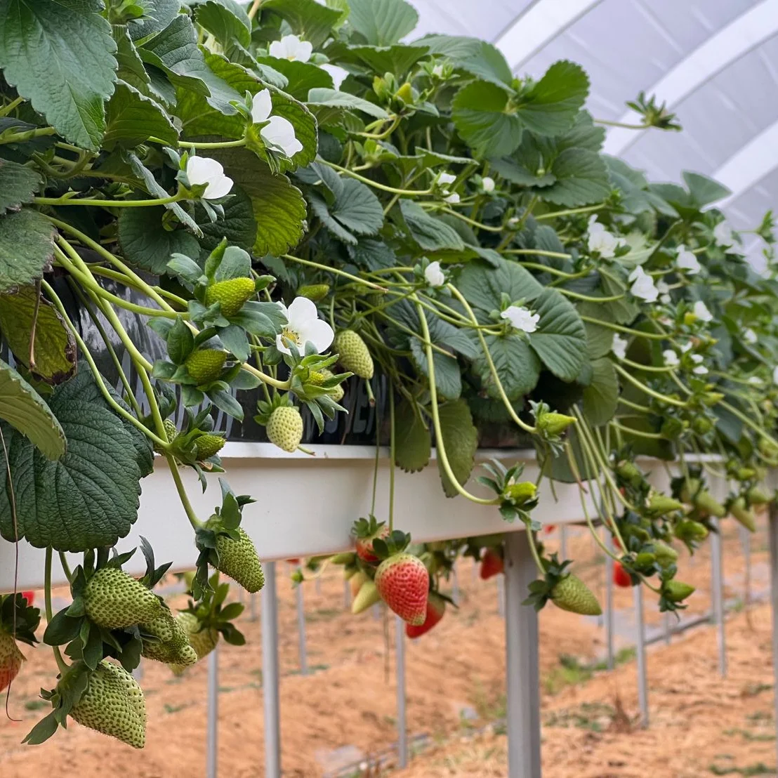 Agricultural tomato growing film greenhouse with hydroponic culture Soilless cultivation