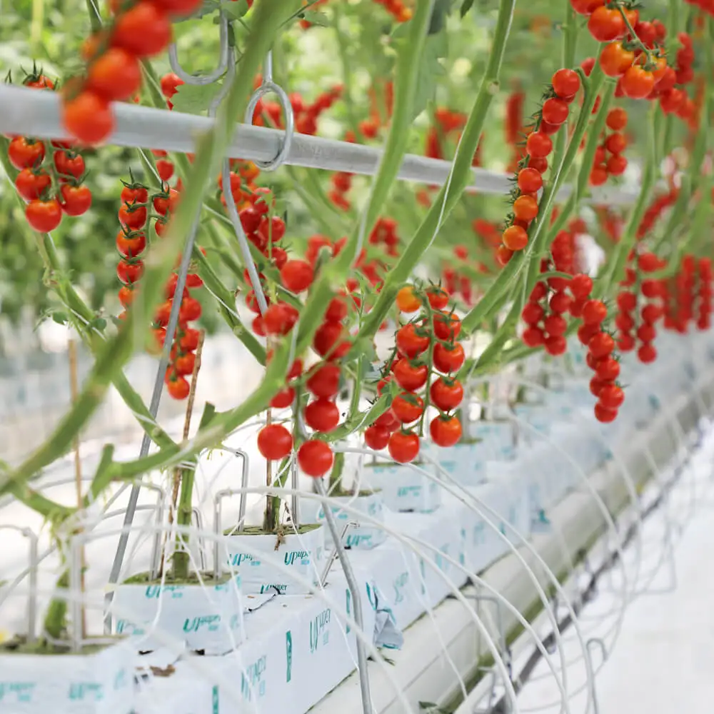 UPuper China manufacturer greenhouse cultivation cucumber 4 inches hydroponic grow rock wool