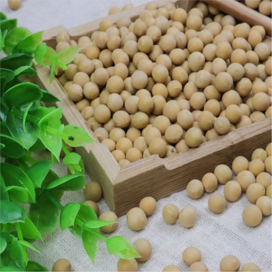 
Newest Crop Yellow Soybean Organic Soybean Non Gmo Soybean ECOCERT Certified Chinese High Protein Soya Bean 