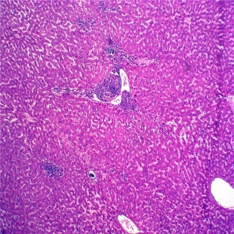 Заводские высококачественные и по лучшей цене сделано в Китае патология животных приготовленные слайды для