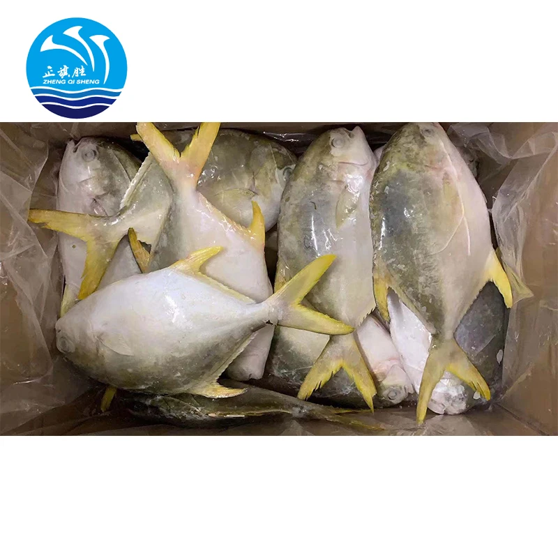 quality frozen seafood pomfret fish golden pomfret exporter big size iqf frozen silver pomfrets