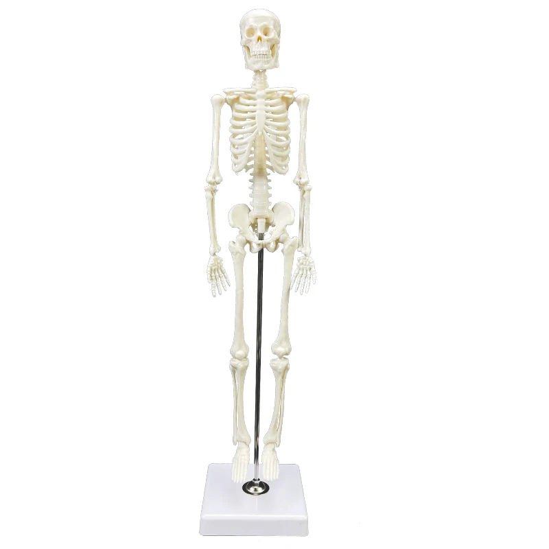 Human anatomical model Human skeleton model 42CM /45CM skeleton model Teaching resources