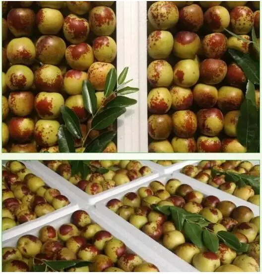 
Export grade fresh juicy winter jujube from china 