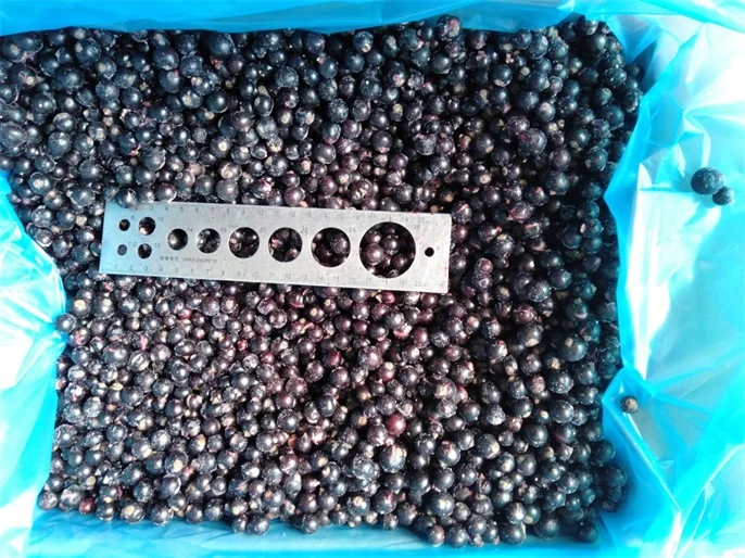 Bulk IQF frozen black currant frozen fruits