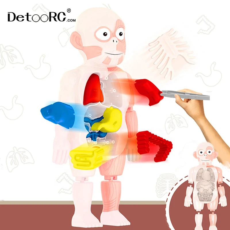 
Detoo DIY Artificial human organ education model intelligence assembled toys for kids human body model toys 
