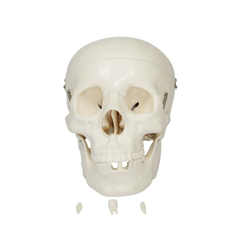 Усовершенствованная модель черепа, пластиковые черепа (514410559)