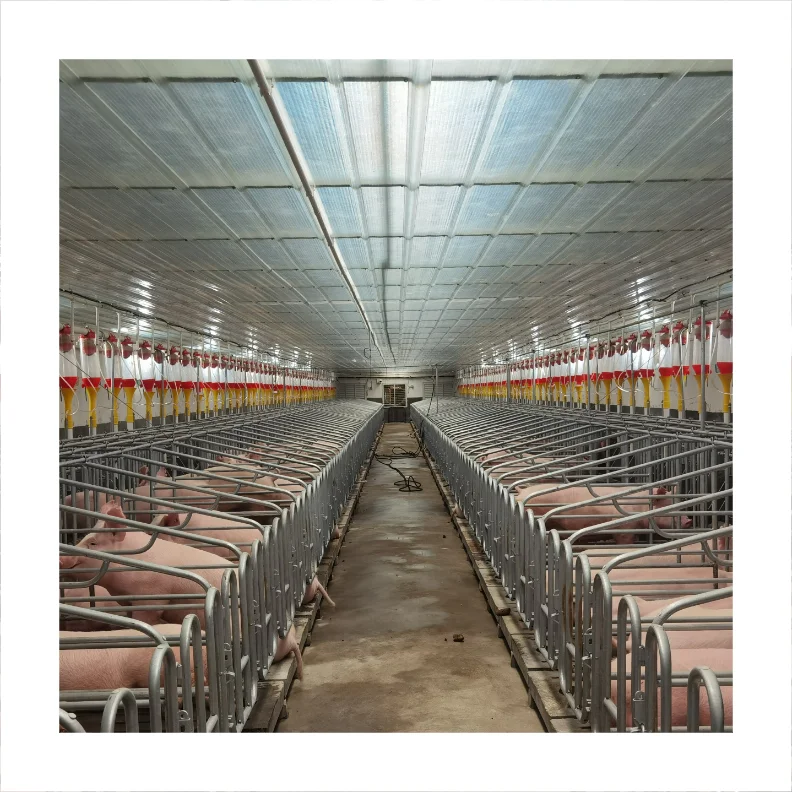 Prefabricated building pig farm house steel structure/building steel structure livestock shed manufacturer