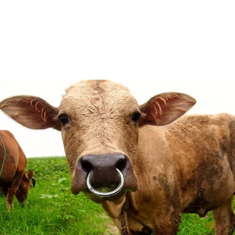 Stainless Steel Bull Nose Ring Livestock Management Equipment Cattle Nose Ring