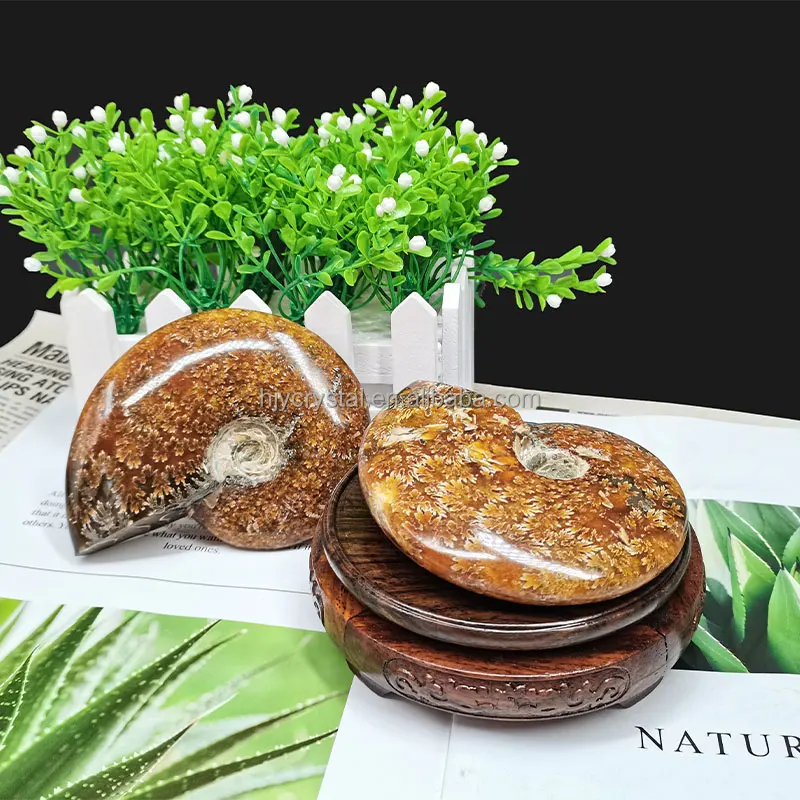 
Wholesale natural quartz crystal fossil snail fossil ammonite fossil mineral specimen 