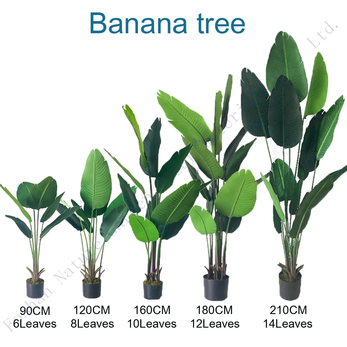 Tall Wood Banana Plant Bird of Paradise Tree For Garden