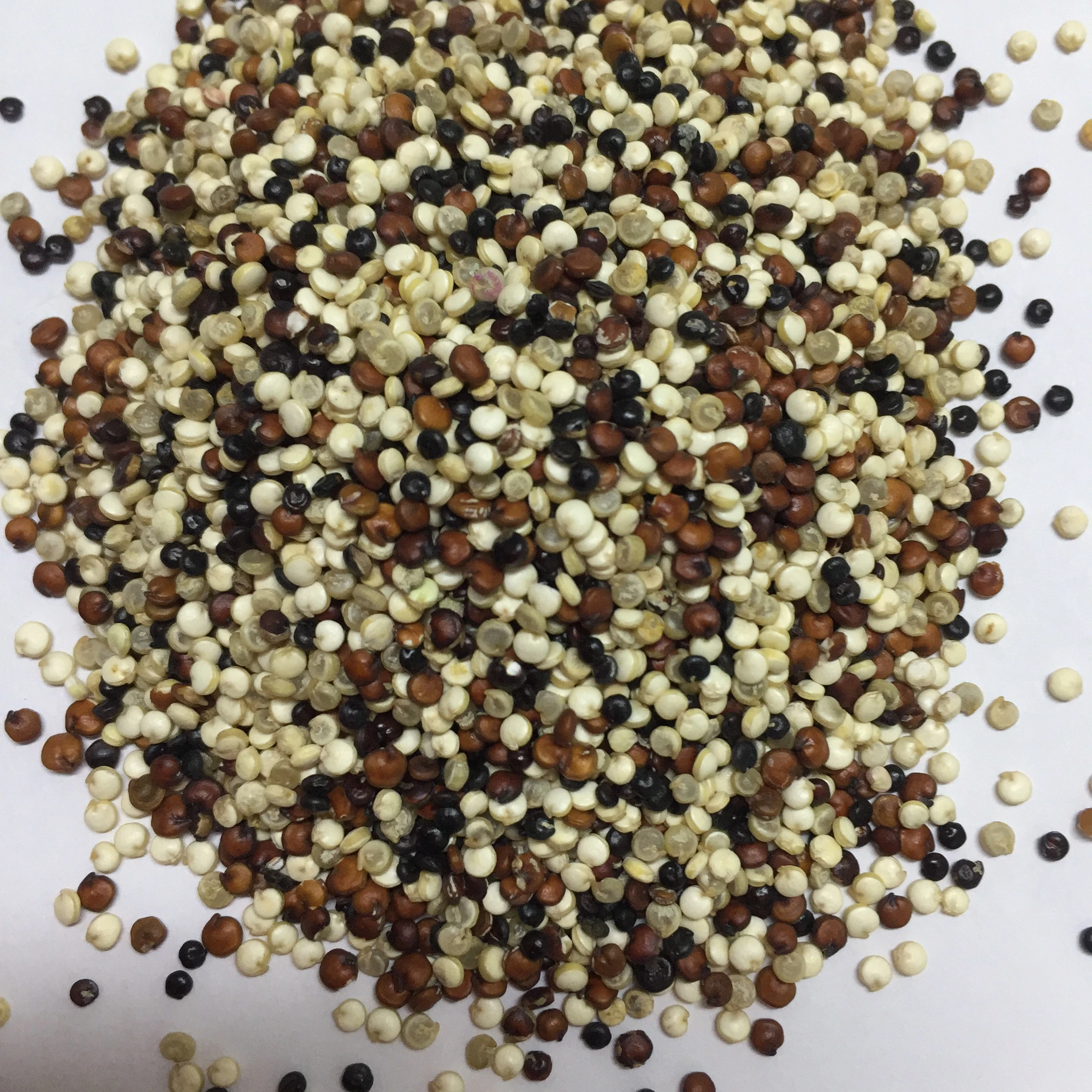 High protein  quinoa for sale