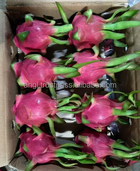 Dragon Fruit WF1.jpg