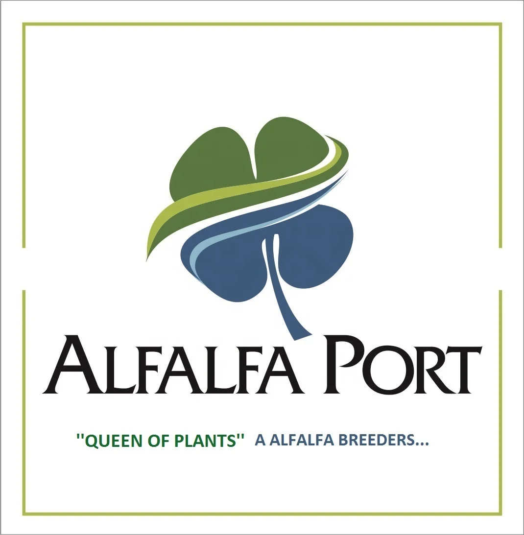 
LUCERNE HAY BALE FROM TURKEY 