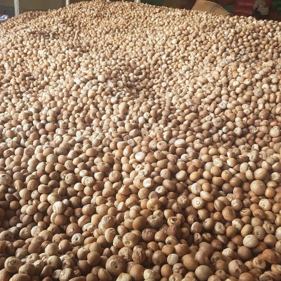 High Quality Viet Nam Whole Dried Betel Nuts / Areca Nuts for Wholesale