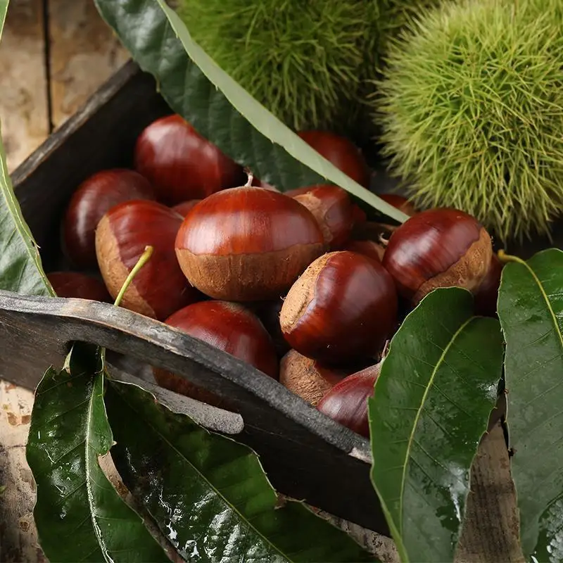 Chestnut and nuts for export and first hight quality chestnut from China
