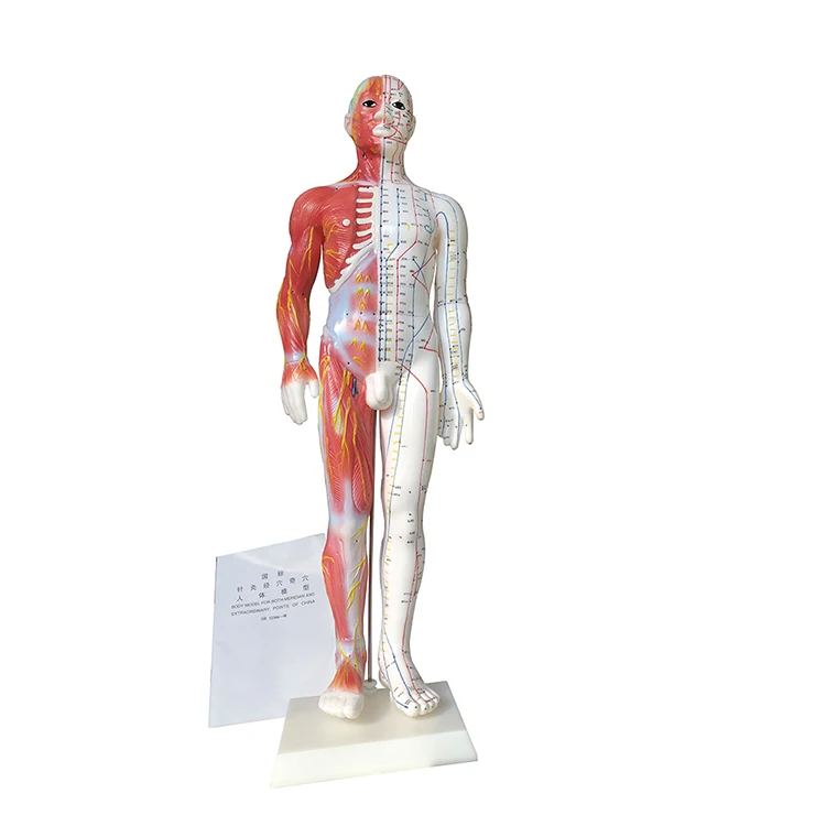 Hot Selling Human Acupuncture Model 60cm Acupuncture And Muscle Model Male Model Containing Acupuncture Pointsfor Practice