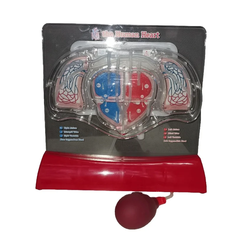 Blood Circulation Human Heart Model
