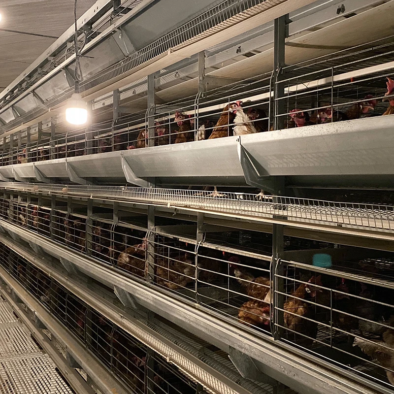 Автоматическая яйцо куриное фермы дизайн птицы слоя откладки яиц