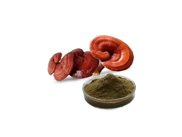 Nutritious and Delicious Lingzhi Ganoderma Lucidum Spore Extract Reishi Mushroom Powder with Polysaccharides Food Grade 24months