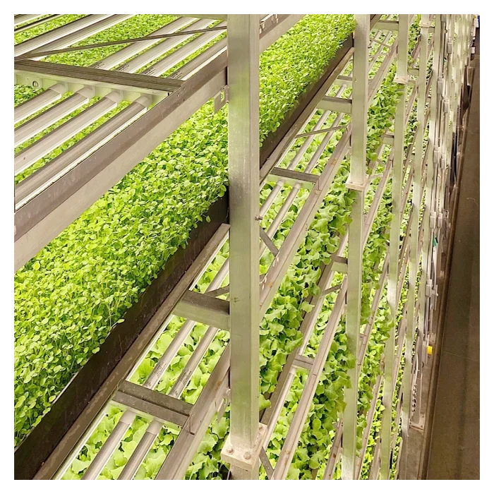 Smart Farm Shipping Container Plant Factory Vertical Farming Hydroponic Grow Microgreens Greenhouse