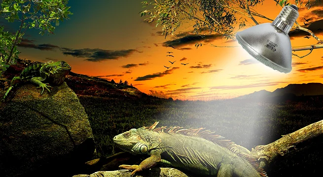 1 Reptile Lamps UVB+UVA Pet heat lamp 35/50/70W 5500K Metal Halide Health Care Lamp