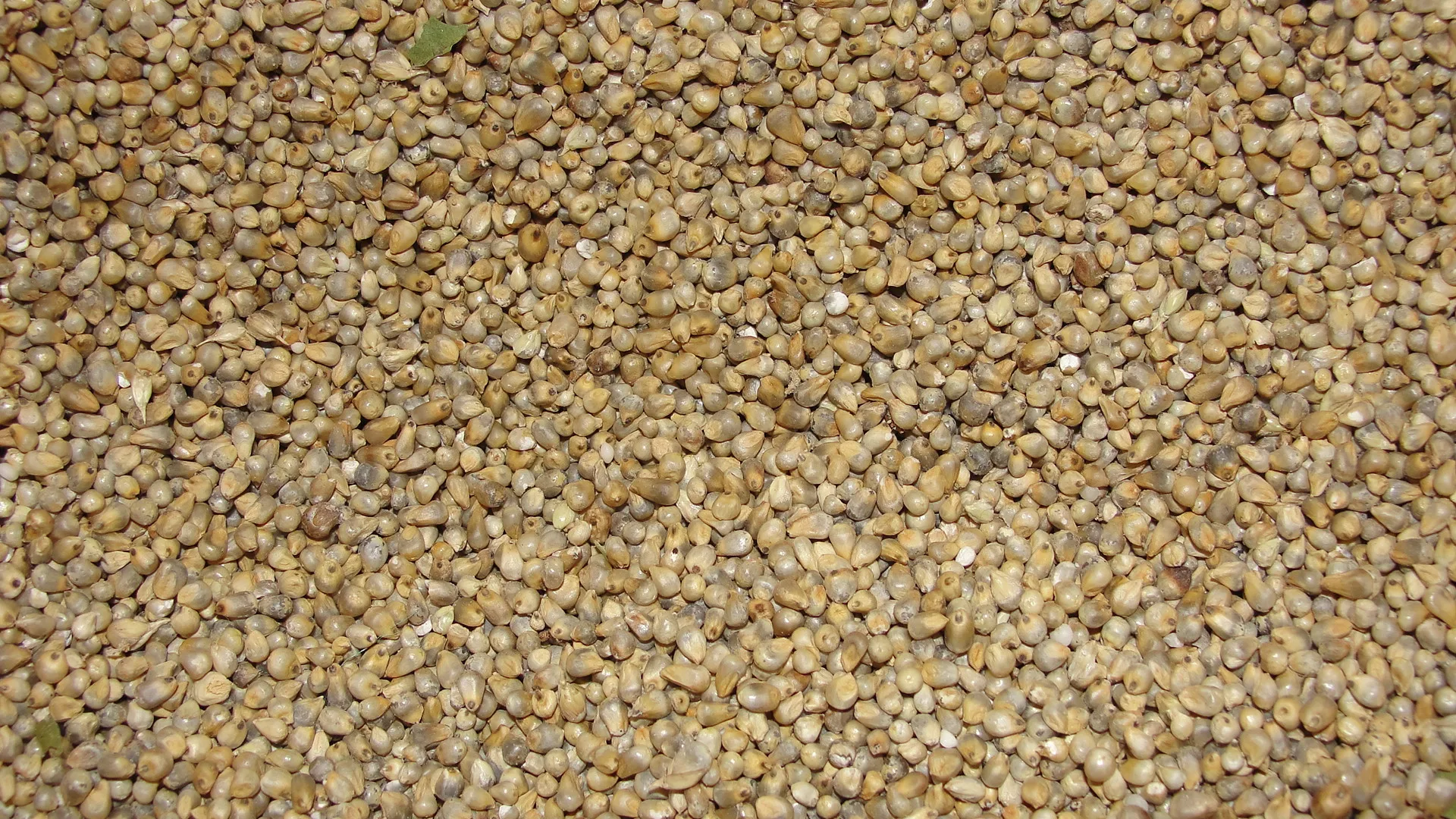 
GREEN MILLET ORIGIN INDIA FROM NIK-MAY EXPORTS LLP 