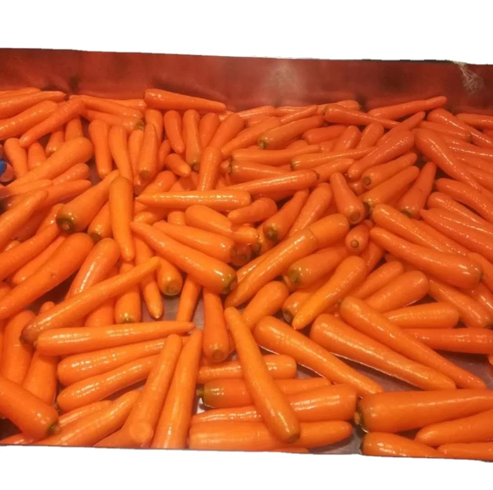 80-150gm/150-200gm new fresh carrot/Gulf market